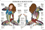 Exercise and Muscle Guide Anatomical Poster - Female